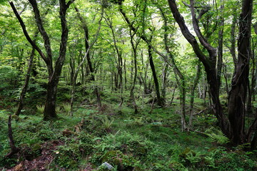 Fototapeta premium mossy rocks and old trees in primeval forest 