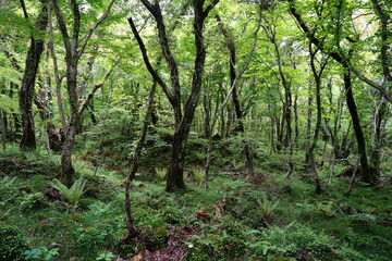 Fototapeta na wymiar mossy rocks and old trees in primeval forest 