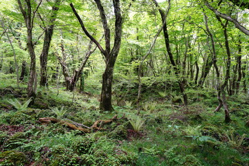 mossy rocks and old trees in primeval forest
