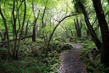 Fototapeta premium spring path through mossy rocks and old trees 