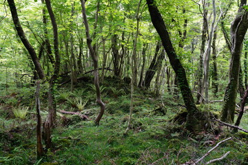 mossy rocks and old trees in primeval forest
