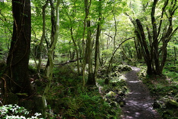 Fototapeta premium spring path through mossy rocks and old trees 