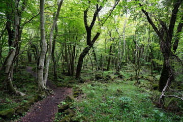 spring path through thick wild forest