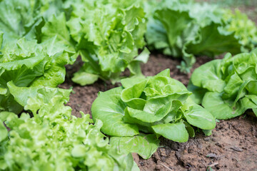 Fresh organic lettuce growing in vegetable garden.