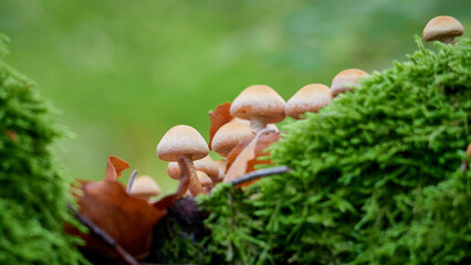 Mushrooms in the autumn forest among the moss