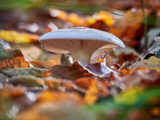Mushroom in the autumn forest among the fallen leaves.
