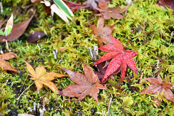 京都 真如堂 雨上がりの散り紅葉