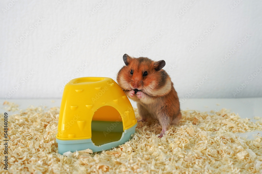 Wall mural funny syrian hamster with big cheeks stuffed with food near the house on sawdust.