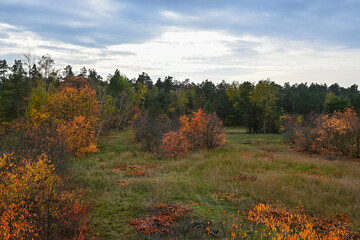 Herbst mit gelben Blättern im Landschaftsschutzgebiet FriedWald Nuthetal-Parforceheide bei Potsdam
