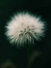 dandelion head