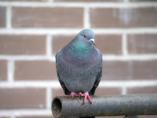pigeon portrait closeup