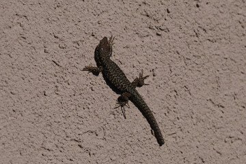 lizard on pink background top view