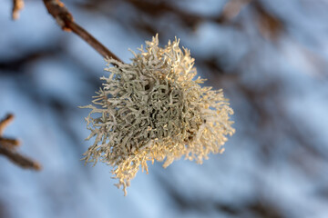 lichen on a tree branch close up