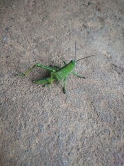 grasshopper on the sand