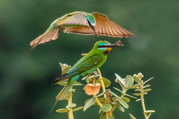 blue cheeked bee eater with prey , bee eater s in green blur background, 