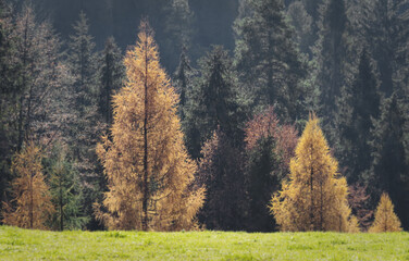 Autumn landscape in the High Tatras