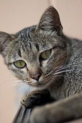 Closeup relaxed domestic tabby cat at home on stairs.