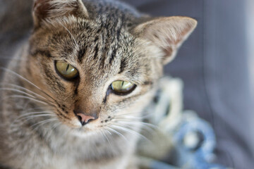 Fototapeta premium Closeup relaxed domestic tabby cat at home on stairs.