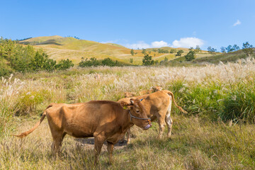 草原の牛（熊本県南小国町）
