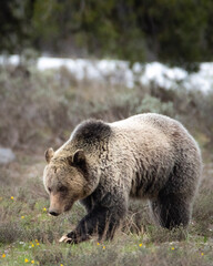 Fototapeta premium brown bear 