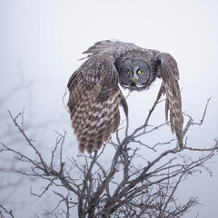 great grey owl