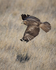 red tailed hawk