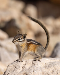 chipmunk on the rock