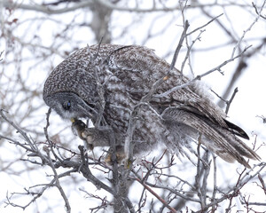 great grey owl
