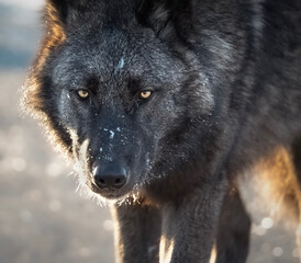 gray wolf portrait