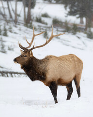 Naklejka na ściany i meble elk in winter