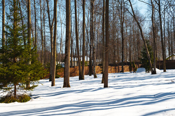 Modern backyard with trees at winter time