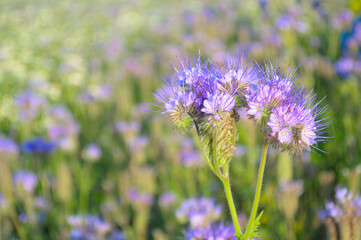 A flower field in the early morning in the rays of the sun.