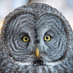 great grey owl close up