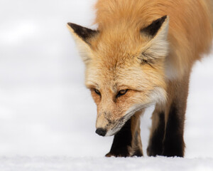 red fox