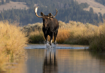 moose in a creek