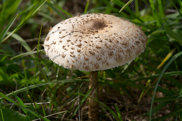 Parasol macrolepiota mushroom at Swiss mountain pass Oberalppass on a cloudy late summer day. Photo taken September 5th, 2022, Oberalp Pass, Switzerland.