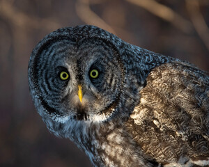 great grey owl