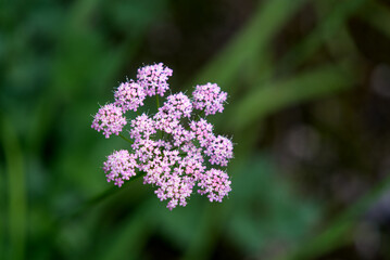 Close-up of beautiful violet flower at Swiss mountain pass Oberalppass on a sunny late summer day. Photo taken September 5th, 2022, Oberalp Pass, Switzerland.