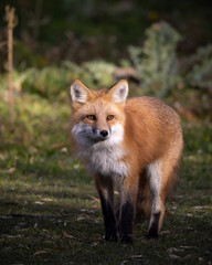 red fox 