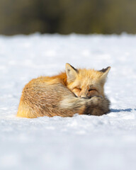 fox sleeping
