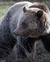 Fototapeta na wymiar brown bear 