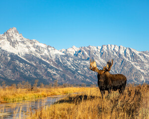 Moose in the mountains