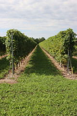 Fototapeta na wymiar Glera variety vineyard with white ripe grapes on branches used to make Prosecco on a sunny day in the italian countryside