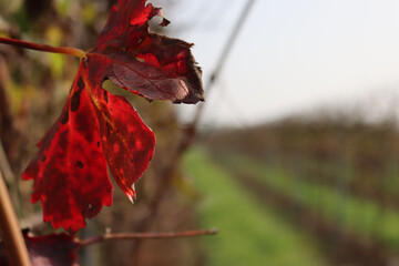 Close-up of beautiful red leaf of Pinot gris vineyard against sunlight on autumn season
