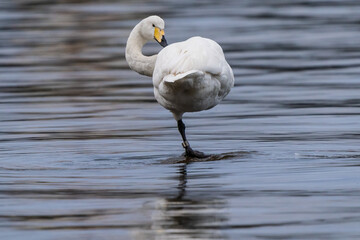 Swan standing on one leg
