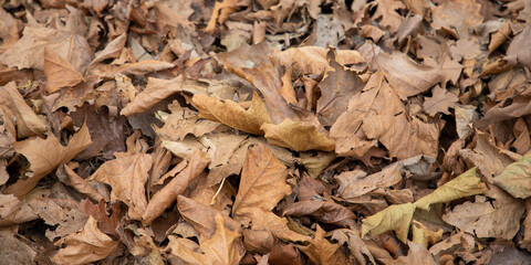 Texture of dead autumn leaves fall on the ground