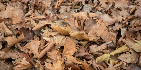 Texture of dead autumn leaves fall on the ground