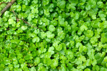 Fototapeta premium Close up of Daun Pegagan, Centella asiatica leaves, in shallow focus