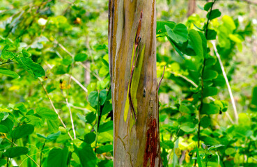 Eucalyptus deglupta, or rainbow eucalyptus trees, in Gunung Kidul, Yogyakarta, Indonesia