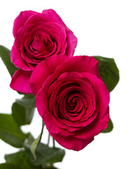 pink roses on white background